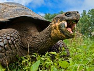 Galapagos tortoises are the product of over 3 billion years of evolution 